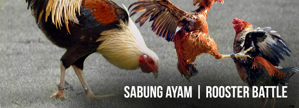 Asia Cockfight Bet | Sabung Ayam | Rooster Battle | Baccarat ...